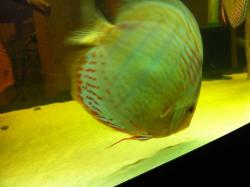 Discus 027 800x600.jpg